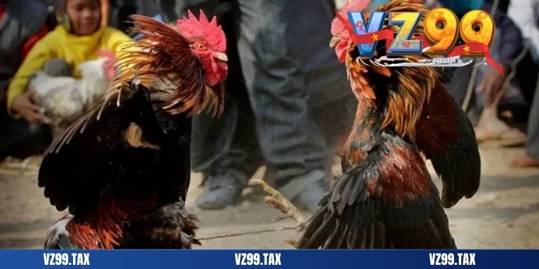 Đá Gà Campuchia – Tất Tần Tật Thông Tin 2025 1 add da ga campuchia