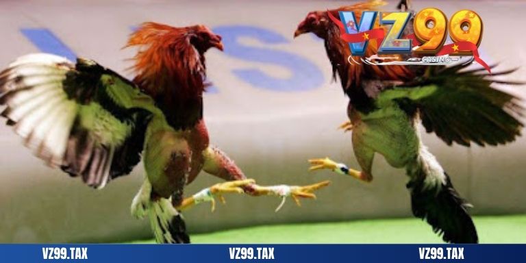 add đá gà cựa sắt