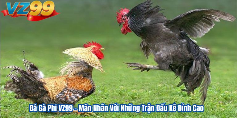 Đá Gà Phi VZ99 – Mãn Nhãn Với Những Trận Đấu Kê Đỉnh Cao