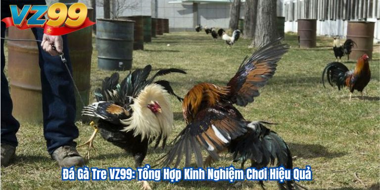 Đá Gà Tre VZ99: Tổng Hợp Kinh Nghiệm Chơi Hiệu Quả